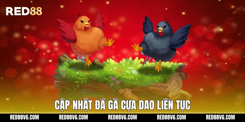Đá Gà Cựa Dao Trên RED88 Theo Hình Thức Trực Tuyến 2 Cập nhật đá gà cựa dao liên tục