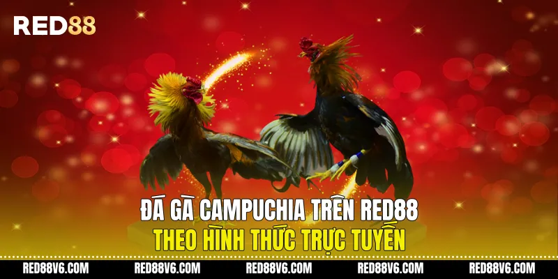 Đá Gà Campuchia trên RED88 Theo Hình Thức Trực Tuyến 3 Đá Gà Campuchia trên RED88 Theo Hình Thức Trực Tuyến
