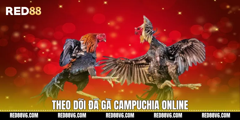 Theo dõi đá gà Campuchia online