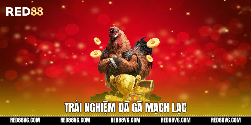 Trải nghiệm đá gà mạch lạc
